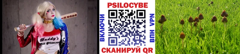 Купить  Дыгулыбгей  Псилоцибиновые грибы Cubensis 
